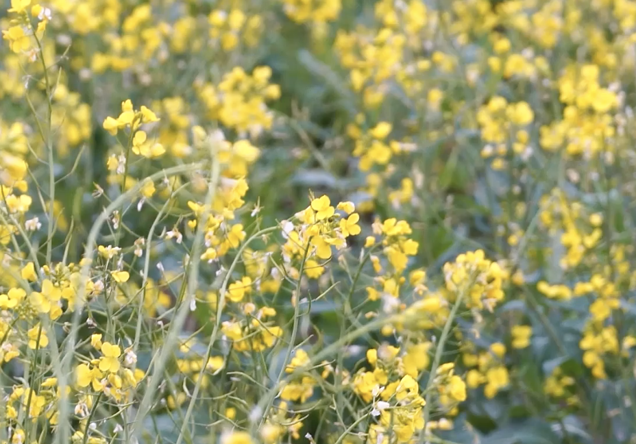 建德：油菜花開(kāi)了 春天的腳步近了